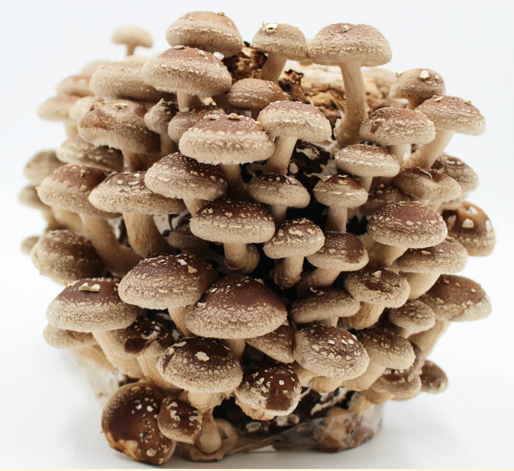 Bio-Shiitake Pilzzuchtkultur