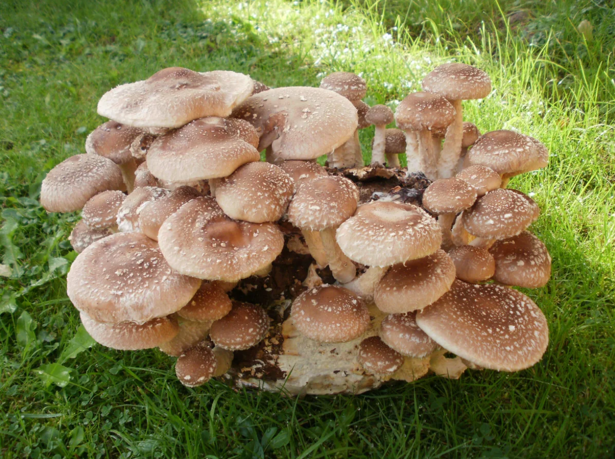 Bio-Shiitake Pilzzuchtkultur