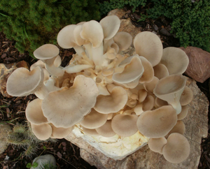 Bio Kräuterseitling Pilzzuchtkultur