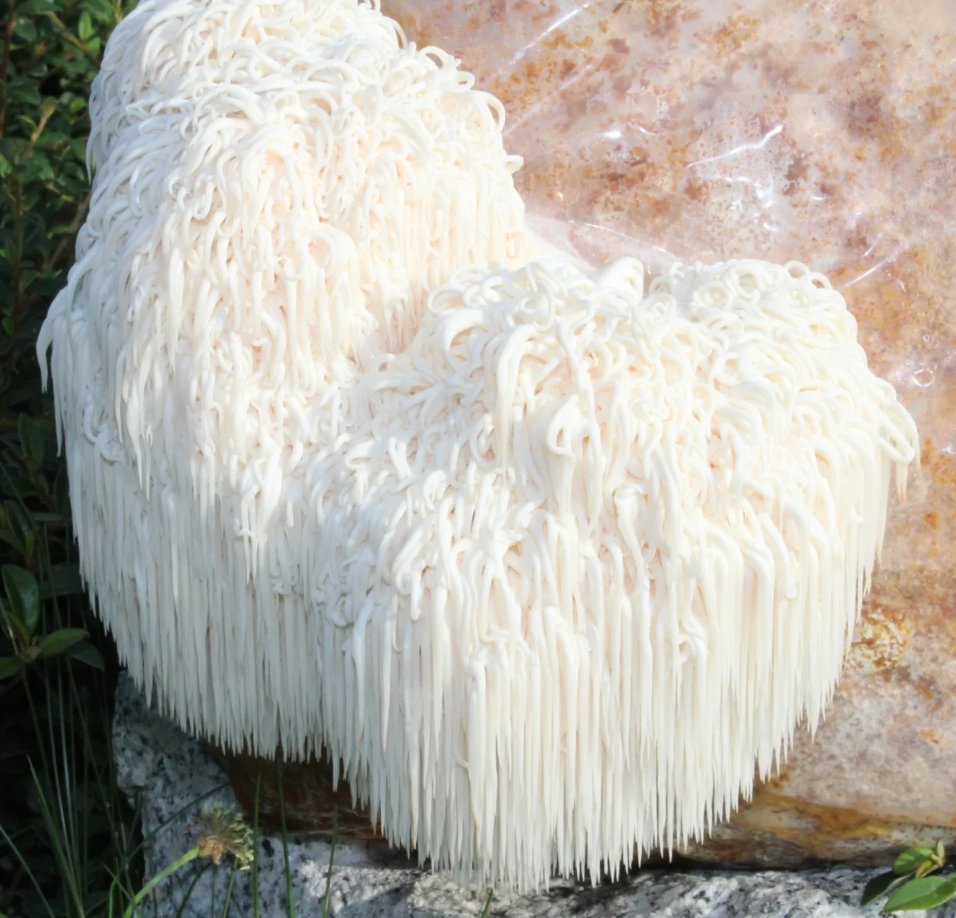 Bio Pom Pom Pilzzuchtkultur XXL