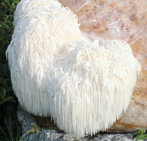 Bio Pom Pom Pilzzuchtkultur XXL