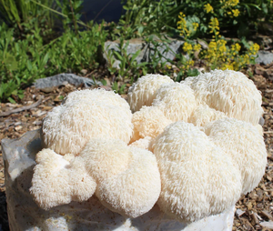 Bio Pom Pom Pilzzuchtkultur XXL