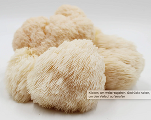 Bio Pom Pom Pilzzuchtbox